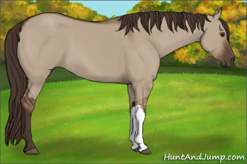 Horse Color:Liver Red Dun 