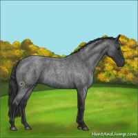 Horse Color:Blue Roan 
