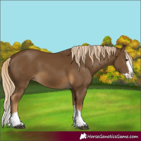 Horse Color:Chocolate Palomino Splash