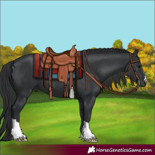 Horse Color:Black 
