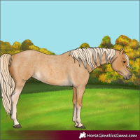 Horse Color:Palomino Roan Rabicano 