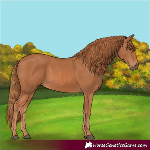 Horse Color:Chestnut 