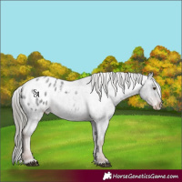 Horse Color:Liver Red Roan Mushroom Appaloosa 