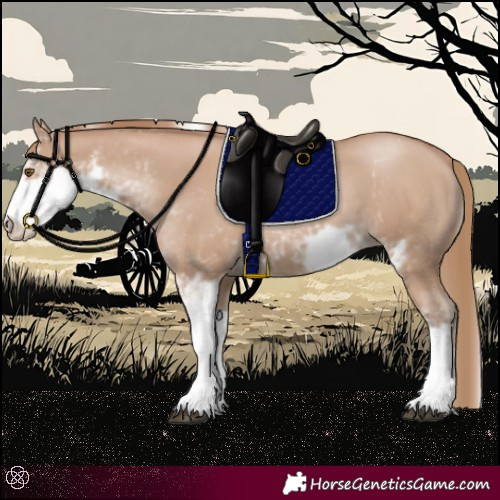Horse Color:Black Pearl Sabino 