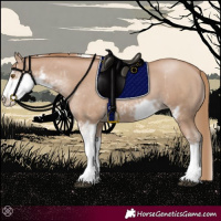 Horse Color:Black Pearl Sabino 