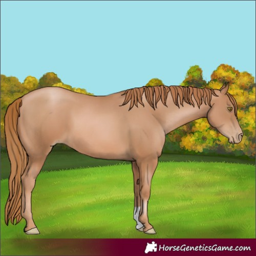 Horse Color:Chestnut Pearl 