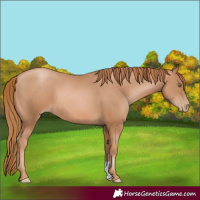 Horse Color:Chestnut Pearl