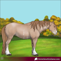 Horse Color:Black Pearl Sabino 