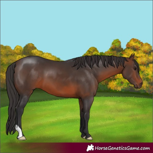 Horse Color:Brown 