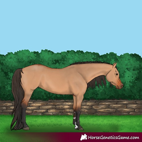 Horse Color:Bay Dun 