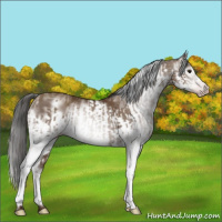 Horse Color:Gray White Spotted Classic Champagne  and Gray White Spotted Classic Champagne Frame 