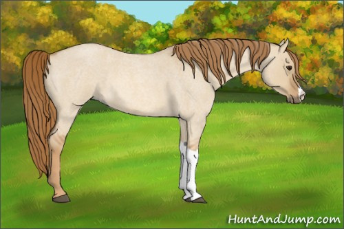 Horse Color:Red Dun Roan 