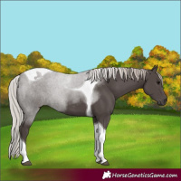 Horse Color:Silver Black Tobiano 