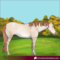 Horse Color:Classic Champagne Pearl Dun Sabino 