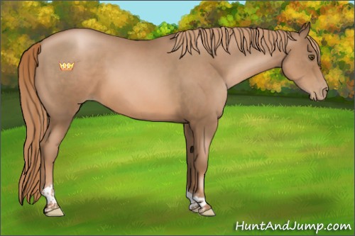 Horse Color:Liver Chestnut Pearl Tobiano Rabicano