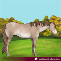 Horse Color:Grullo Pearl Sabino Brindle 
