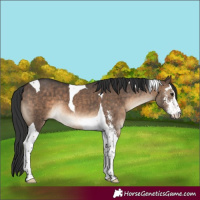 Horse Color:Brown Dun Sabino Tobiano Brindle