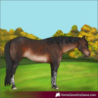Horse Color:Bay Tobiano 