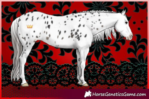Horse Color:Black Sabino Tobiano Appaloosa 