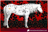Horse Color:Black Sabino Tobiano Appaloosa 