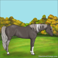 Horse Color:Silver Black Tobiano
