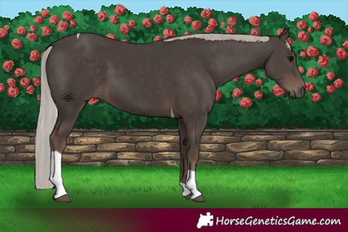 Horse Color:Silver Black Tobiano 