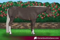 Horse Color:Silver Black Tobiano 