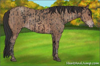 Horse Color:Brown Rabicano and Sable Champagne Rabicano