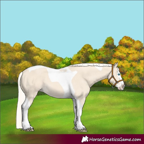 Horse Color:Cremello Splash Tobiano 