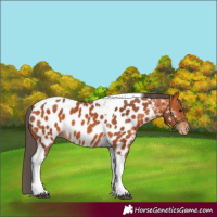 Horse Color:Bay Tobiano Appaloosa 