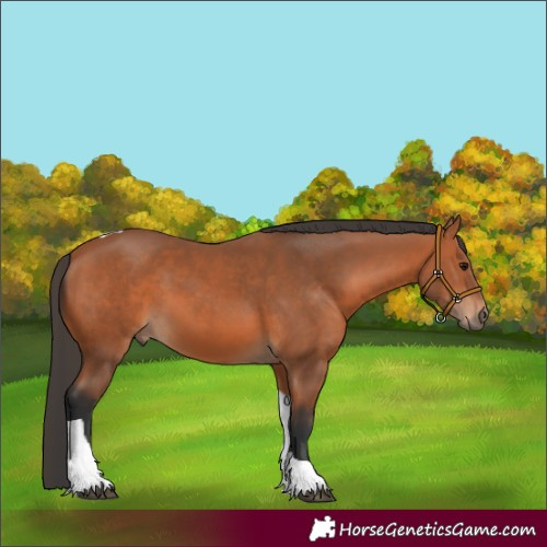 Horse Color:Unknown 