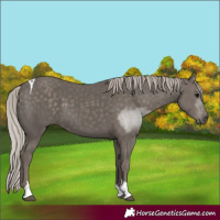 Horse Color:Silver Black Tobiano 