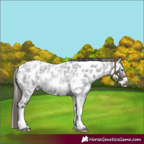 Horse Color:Smoky Blue Roan Splash Frame Appaloosa 