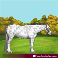 Horse Color:Smoky Blue Roan Splash Frame Appaloosa 