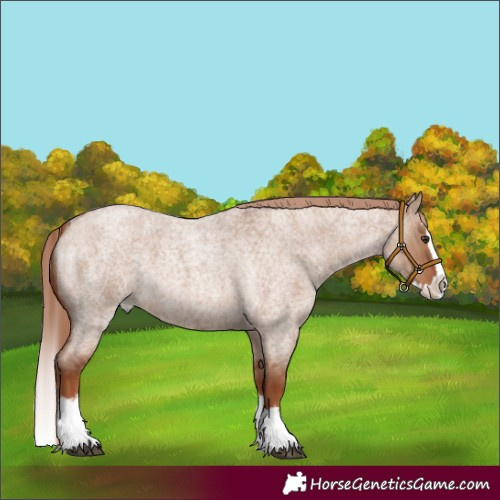Horse Color:Red Dun Roan Splash 