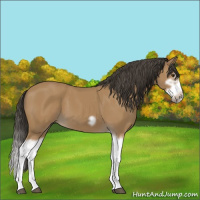 Horse Color:Bay Splash Frame 