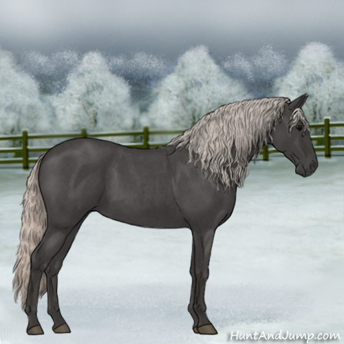 Horse Color:Silver Blue Roan 