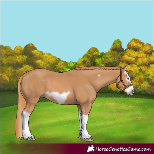 Horse Color:Chestnut Splash Frame 