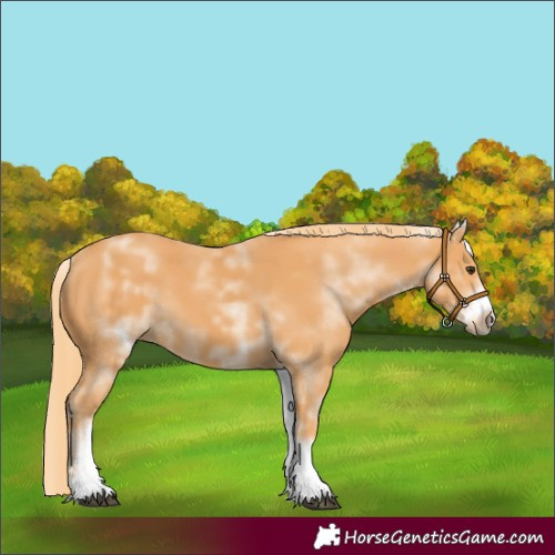 Horse Color:White Spotted Chestnut Frame 