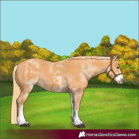 Horse Color:White Spotted Chestnut Frame 