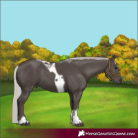 Horse Color:Silver Black Tobiano 