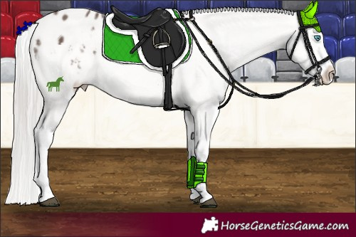 Horse Color:Silver Black Splash Tobiano Appaloosa 