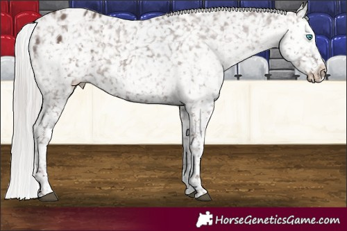 Horse Color:Silver Black Splash Tobiano Snowflake Varnish 