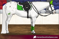 Horse Color:Silver Black Splash Tobiano Appaloosa 