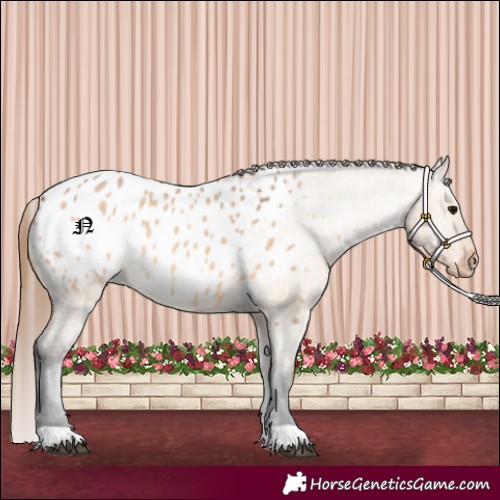 Horse Color:Bay Dun Appaloosa Rabicano 