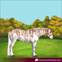 Horse Color:Silver Bay Sabino 