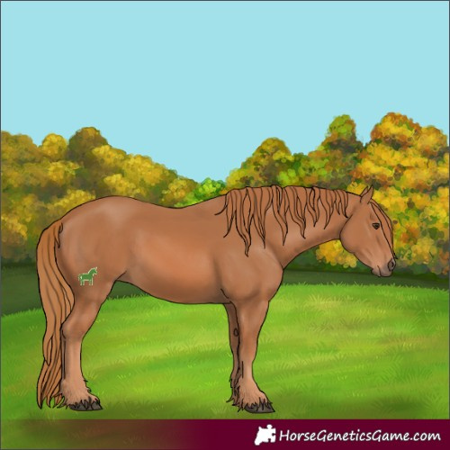 Horse Color:Chestnut 