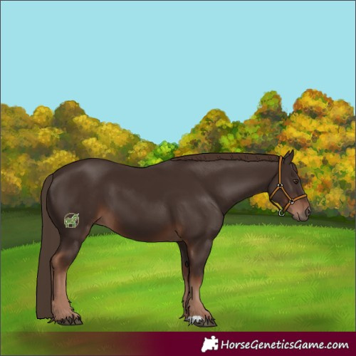 Horse Color:Liver Chestnut