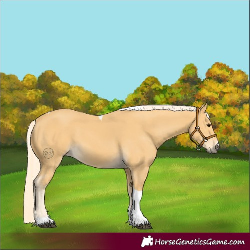 Horse Color:Palomino Tobiano 