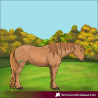 Horse Color:Chestnut 
